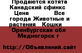 Продаются котята Канадский сфинкс › Цена ­ 15 000 - Все города Животные и растения » Кошки   . Оренбургская обл.,Медногорск г.